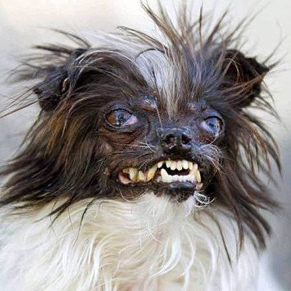 Meet your Posher, Zeb